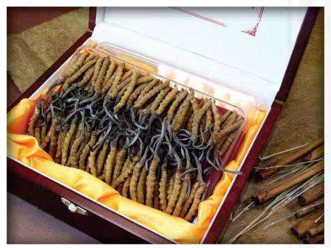 大石桥冬虫夏草回收